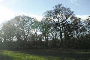 autumn, broad-leaf tree, broad-leaved tree, day, deciduous, England, eye level view, grass, London, park, sunny, The United Kingdom, tree, treeline