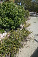 bush, day, eye level view, Florida, mangrove, plant, Sarasota, seascape, shore, sunny, sunshine, The United States, tree, winter