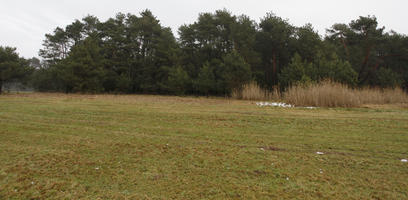 day, diffuse, diffused light, eye level view, field, Kopanica, Poland, treeline, Wielkopolskie, winter