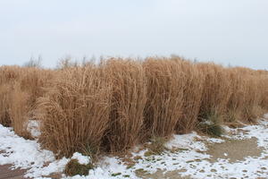 day, eye level view, France, natural light, overcast, reed, snow, winter