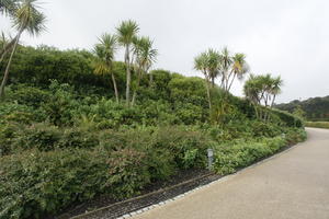 autumn, bush, day, diffuse, diffused light, Eden Project, England, eye level view, garden, palm, path, shrub, The United Kingdom