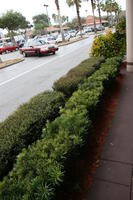 above, ambient light, bush, car, day, diffuse, diffused light, eye level view, Florida, hedge, overcast, The United States, vegetation, winter