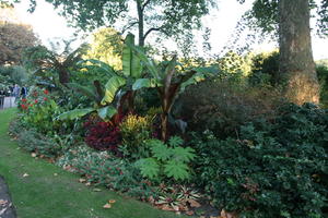 afternoon, autumn, bush, day, England, evergreen, eye level view, London, palm, park, shady, shrub, sunny, The United Kingdom