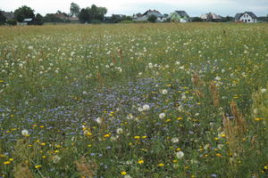 day, diffuse, diffused light, eye level view, flower field, grass, grassland, natural light, Poland, summer, Wielkopolskie