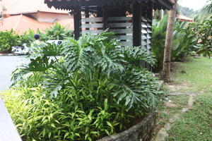 ambient light, day, eye level view, garden, Kedah, Malaysia, overcast, plant, tropical