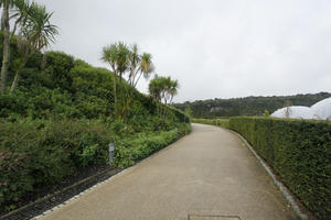 autumn, bush, day, diffuse, diffused light, Eden Project, England, eye level view, garden, hedge, palm, path, shrub, The United Kingdom