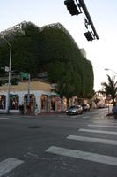 afternoon, day, eye level view, Florida, hanging, Miami, plant, retail, street, The United States, winter