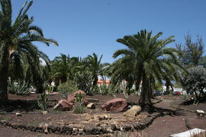 cactus, Canarias, Cardon Canario, day, direct sunlight, Euphorbia canariensis, evergreen, eye level view, garden, Las Palmas, palm, Phoenix canariensis, Spain, spring, succulent plant, sunny