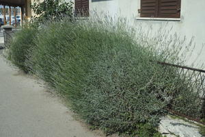 bush, Croatia, day, direct sunlight, eye level view, lavander, shrub, spring, sunny, Zadar, Zadarska