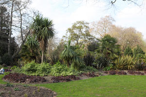 day, England, eye level view, garden, London, palm, park, plant, shrub, spring, sunny, The United Kingdom