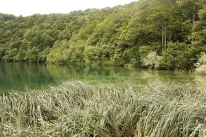 Croatia, day, diffuse, diffused light, eye level view, Karlovacka, lake, natural light, reed, summer, woodland