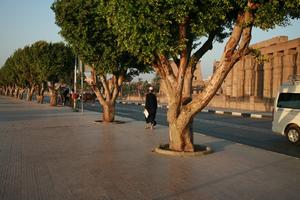 back, day, dusk, East Timor, Egypt, Egypt, eye level view, man, middleastern, natural light, street, tree, vegetation, walking