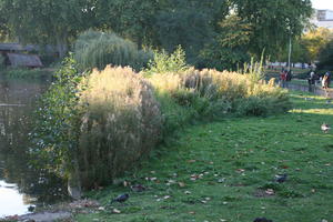 afternoon, autumn, bush, day, England, eye level view, London, park, shady, shrub, sunny, The United Kingdom