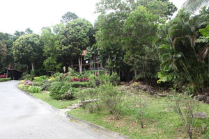 ambient light, day, eye level view, garden, Kedah, Malaysia, overcast, palm, plant, tree, tropical