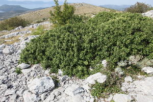 autumn, bush, Croatia, day, eye level view, mountain, shrub, sunny