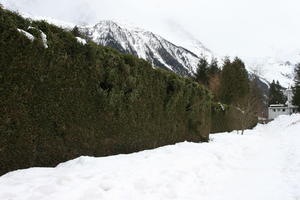 ambient light, day, diffuse, diffused light, eye level view, France, hedge, overcast, Rhone-Alpes, snow, winter