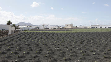 autumn, Canarias, day, eye level view, field, Spain, sunny