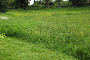 day, England, eye level view, garden, grass, natural light, park, The United Kingdom, Woking