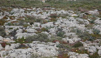 day, eye level view, Faro, Faro, flower, greenery, ground, open space, path, Portugal, rock, rockery, rocks, shrub, summer, sunlight, sunny, vegetation