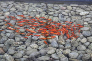 above, day, fish, Florence, Italia , pond, Toscana