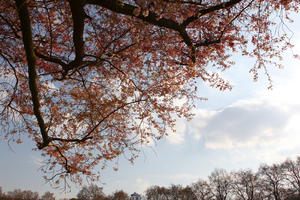 below, blooming, blossom, branch, day, deciduous, England, London, spring, sunny, The United Kingdom, tree