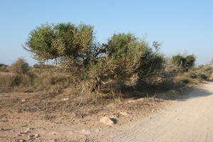 autumn, bush, day, desert, direct sunlight, Essaouira, eye level view, Morocco, natural light, sunlight, sunny, sunshine, vegetation