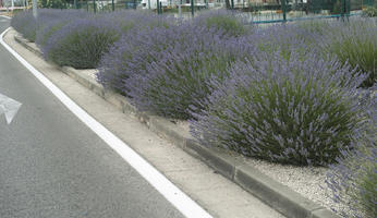 bush, Croatia, day, diffuse, diffused light, eye level view, lavander, natural light, shrub, Sibensko-Kninska, summer, Vodice