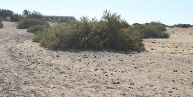 bush, Canarias, day, desert, eye level view, Las Palmas, shrub, Spain, summer, sunny