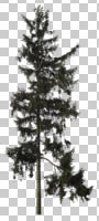 coniferous, cutout, cutout trees, day, diffuse, diffused light, evergreen, eye level view, summer