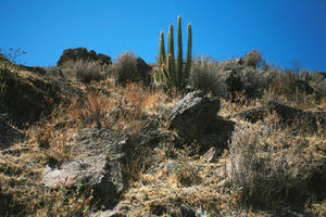 Arequipa, Arequipa, autumn, below, cactus, day, mountain, natural light, Peru, sunny, vegetation