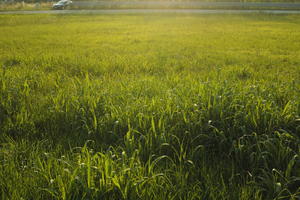 afternoon, day, eye level view, grass, grassland, Italia , summer, sunny