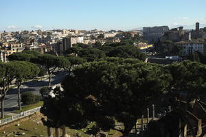 autumn, day, elevated, Italia , Lazio, parasol pine, pine, Rome, sunny, tree, tree canopy