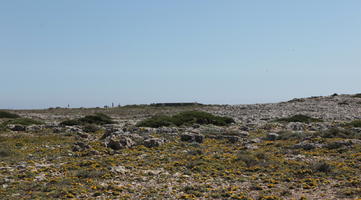 day, eye level view, Faro, Faro, flower, greenery, ground, open space, Portugal, rockery, rocks, shrub, summer, sunlight, sunny, vegetation