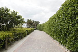 bush, day, diffuse, diffused light, eye level view, Florida, hedge, mangrove, Miami, path, pavement, shrub, summer, The United States