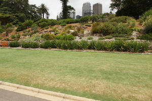 Australia, bush, day, eye level view, grass, natural light, New South Wales, park, summer, Sydney, tree, vegetation