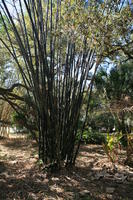 bamboo, day, eye level view, Florida, Miami, natural light, park, sunny, The United States, tropical, vegetation, winter