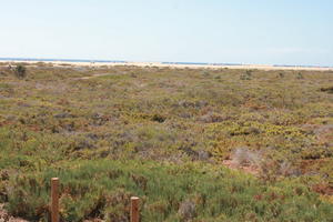 autumn, Canarias, day, eye level view, Las Palmas, shrubbery, shrubland, Spain, sunny