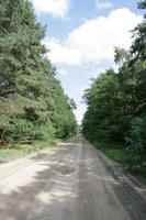 autumn, coniferous, day, eye level view, forest, Kopanica, Poland, road, sunny, treeline, Wielkopolskie