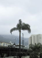 ambient light, day, diffused light, eye level view, Monaco, Monte Carlo, Monte-Carlo, natural light, overcast, palm, Phoenix canariensis, spring