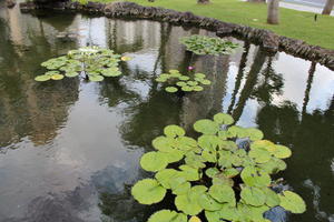 above, day, diffuse, diffused light, Hawaii, natural light, pond, summer, The United States, water lily