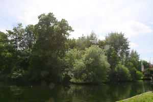 broad-leaf tree, broad-leaved tree, day, England, eye level view, lake, London, park, summer, sunny, The United Kingdom, tree