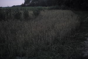 dark, dusk, evening, eye level view, field, Poland, summer, Wielkopolskie