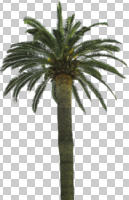 cutout, cutout trees, day, diffuse, diffused light, evergreen, eye level view, palm, Phoenix canariensis