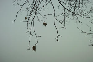 ambient light, below, branch, day, deciduous, diffuse, diffused light, England, fog, London, natural light, The United Kingdom, tree, winter