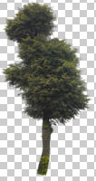 broad-leaf tree, broad-leaved tree, cutout, cutout trees, day, diffuse, diffused light, eye level view, summer