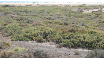 autumn, Canarias, day, elevated, Las Palmas, shrubbery, shrubland, Spain, sunny