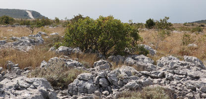 autumn, bush, Croatia, day, eye level view, mountain, rocks, shrub, sunny