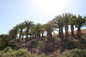 Canarias, day, direct sunlight, evergreen, eye level view, Las Palmas, palm, Phoenix canariensis, shrub, Spain, spring, sunny