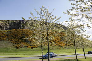 afternoon, blossom, day, Edinburgh, eye level view, natural light, Scotland, spring, street, The United Kingdom, tree