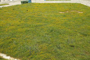 Croatia, day, elevated, field, flower field, garden, grass, long grass, spring, sunny, vegetation, Zadar, Zadarska